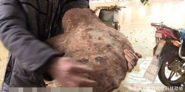  有人|男子挖出巨型灵芝，有人出20万都不卖，专家的话让男子后悔不已