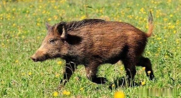  男子|男子钓鱼中被野猪咬伤腿，上演绝命反杀，不得不佩服他的果断