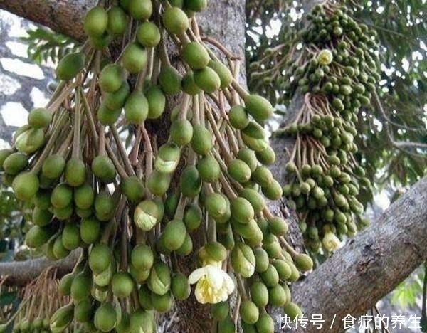 榴莲|一颗榴莲树能长很多榴莲,为什么榴莲还那么贵呢