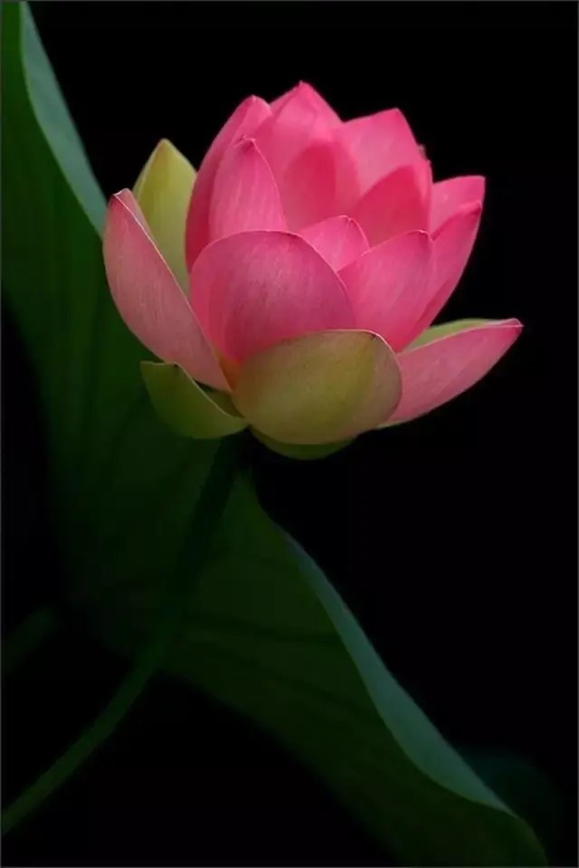  莲花|一个老外拍的荷花，惊艳