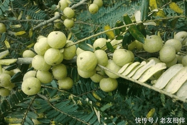 农民|南方这种“苦味”水果,营养价值很高,农民说“越吃越年轻”