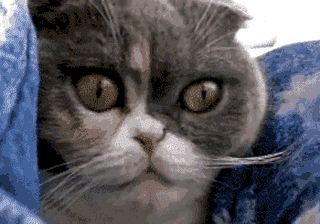 真快|搞笑GIF:猫星人瞬间变美瞳,变得真快啊