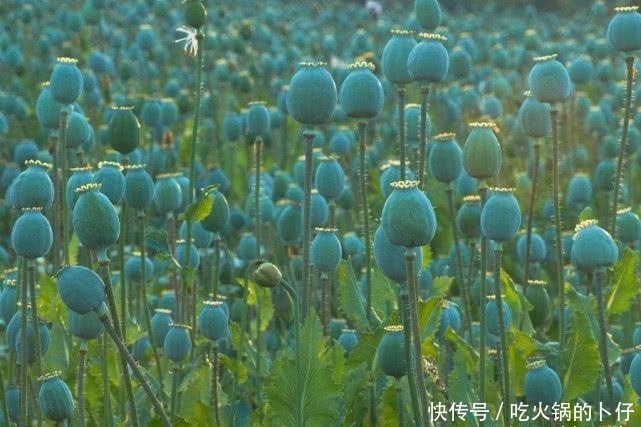 金三角地|世界第一大毒枭, 毒品只销往欧美国家, 却从不染指中国!