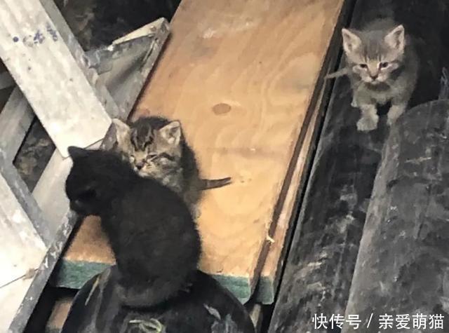  铲屎官|三只小猫吃不饱，只能组队偷盗，它们首次入室盗窃，收获还不少！