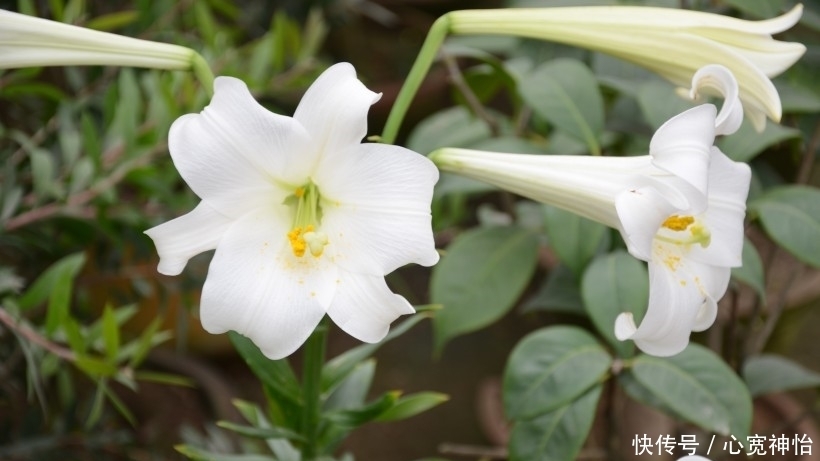 待命|7月末,爱情回转待命,主动出击,真爱有望重来的4大生肖