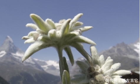 世界|长在高山上的世界名花，却是治疗肾炎的良药，还是女性的美容圣品