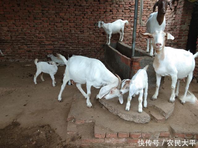 季节|又到了一年两次的驱虫季节,每次驱虫都不彻底,这个步骤应该没做