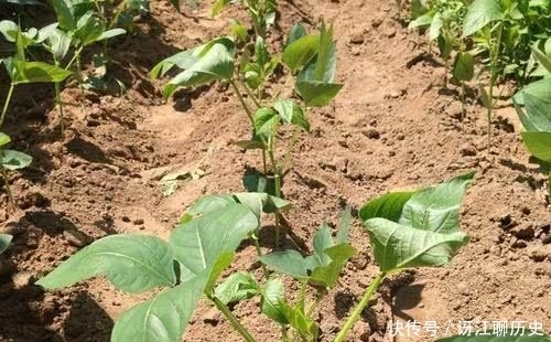  采用育苗|农民种豆角，育苗和直播哪种栽种方式更高产？看看种植专家怎么说