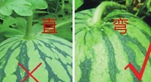 就证明|买西瓜时别再拍了,西瓜也分“公母”记住这“4点”一挑一个准