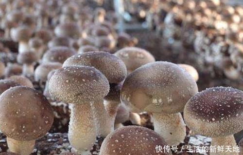 鸡枞菌|适合油炸保存的野生菌