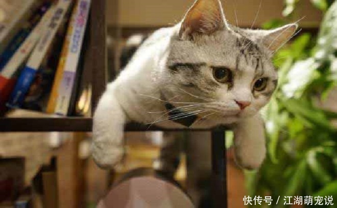 布偶|如果在布偶猫和美短猫之间选一个的话,我选择美短