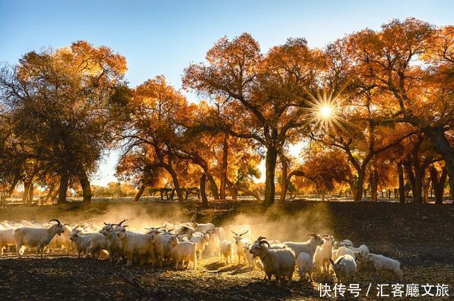 热烈|等待一年,只为胡杨林21天的极致灿烂和浓烈!