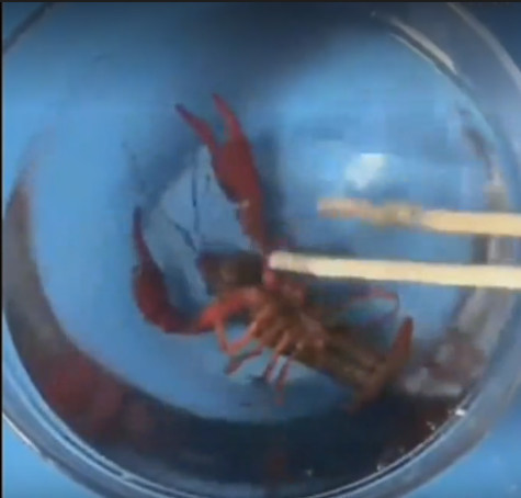 测试|女子作死将龙虾放零下三百度液氮中,测试后龙虾竟这种反应!