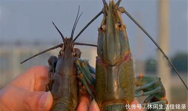 混养|水池中混养龙虾,学会这几招,不赚钱都不行