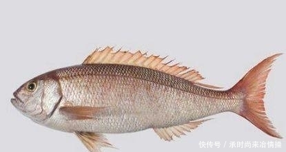  冰箱|家中这几种食物, 就算让它坏掉也不能放冰箱里, 否则就变成毒药