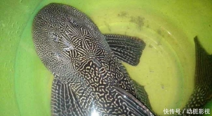 恐怖|又入侵6只,美国再现入侵大毒蜂,它的毒到底多“恐怖”?