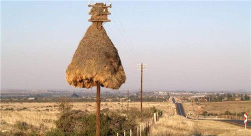  鸟蛋|全球最大鸟巢，重达2000斤却无人掏鸟蛋，当地人：你看里面住的谁