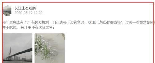 男子|长江黑鱼泛滥男子长江边钓鱼发现大量黑鱼聚集,网友令人担忧