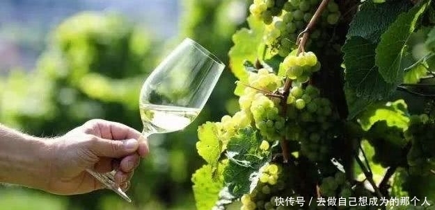 酒精度|酒知识︱葡萄酒里都有什么？