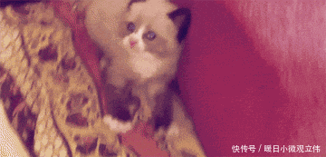 爆笑|爆笑GIF: 师傅, 你这个路绕的有点过分了啊