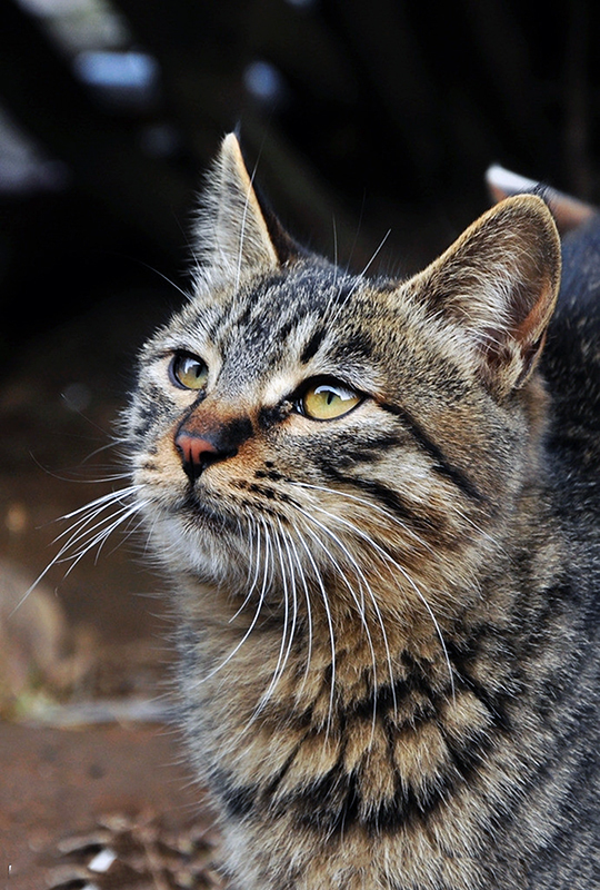 野猫|濒临灭绝物种 · 小型猫科动物 —— 野猫