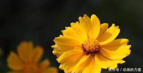 女人|长相看起来很平凡,但女人味十足,越看越喜欢的四大生肖女