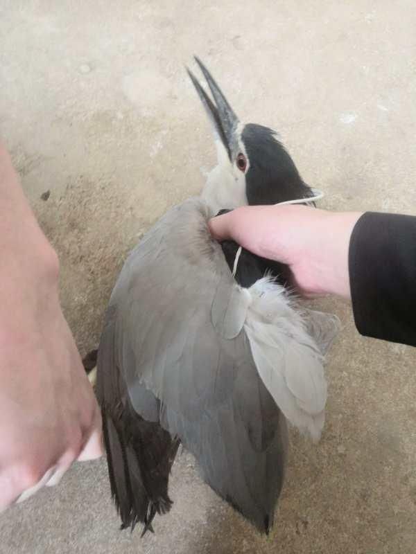 农民|为防止偷食,祁东一农民为防鸟偷粮私设“粘鸟网”,结果抓到国家“三有”保护野生动物