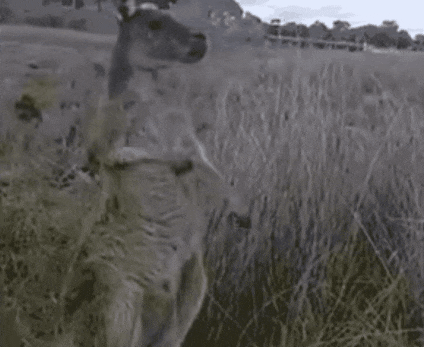 实力|搞笑GIF:我也想低调,可实力不允许啊!