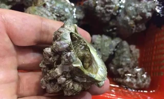 海鲜|世界上65种珍奇海鲜,贝爷都不敢说全部吃过,你吃过几种