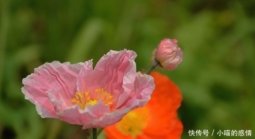 生肖|“命里藏金”的4大生肖女，相貌一般却很旺夫，娶到就是赚到