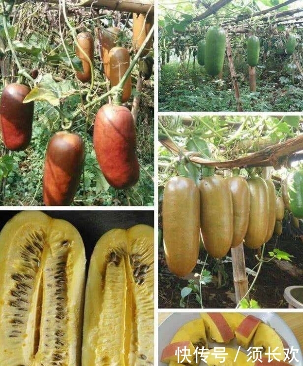 摆摊|男子摆摊卖特大“火腿肠”,路人嫌脏不想买,切开一个之后抢着买