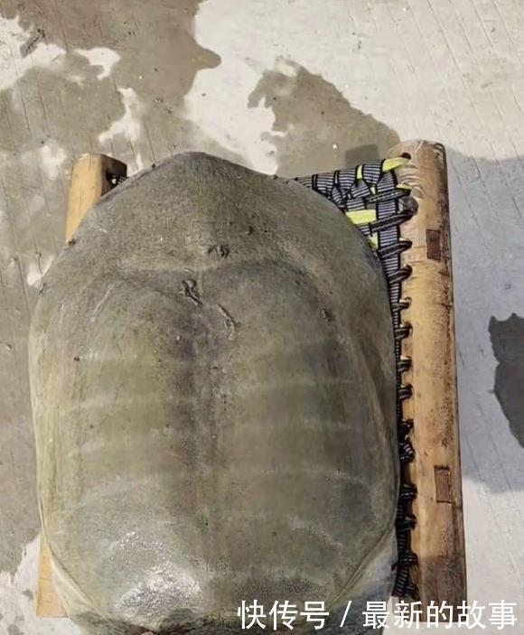  捕获|千岛湖“二十斤大鳖”爬上岸，被岸边钓鱼人捕获，是保护动物？