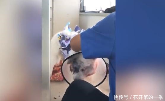 遗弃|狗狗家中拉粑粑 遭主人打爆眼球遗弃 爱心人士凑钱手术