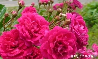  连连|从本周开始，喜事一件件，3生肖福气连连，财财皆旺，鲤鱼跃龙门