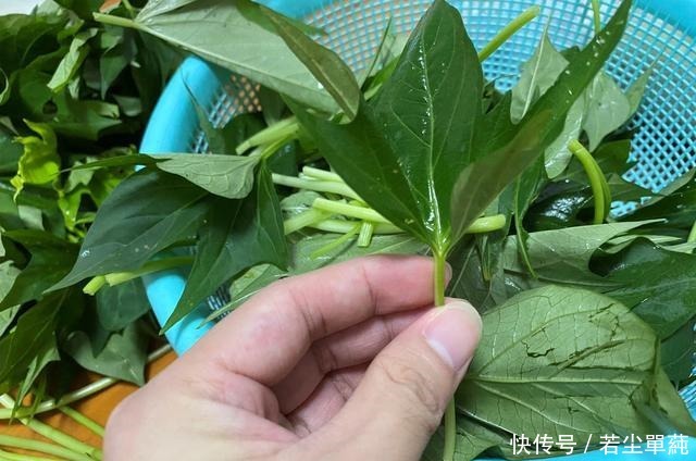 满地|秋天后,这菜别错过,农村满地没人要,城里人却当宝,能润肠通便