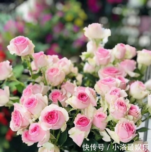 晓园|晓园百花开,蝴蝶应梦来。
