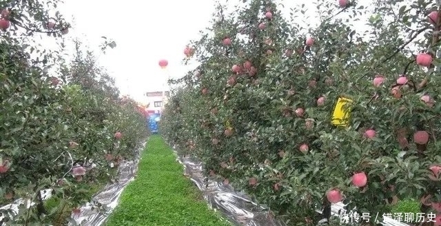 果园|果园生草会不会带走土壤中的肥力