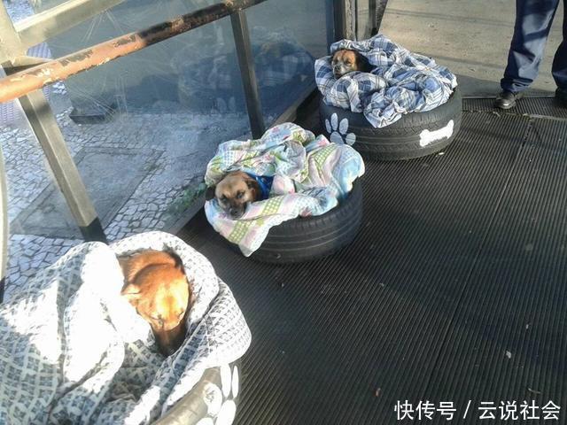  改造|车站员工“挪用”轮胎，配搭毯子改造成流浪狗安乐窝，路人点赞