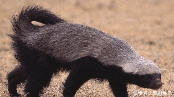 唯一|非洲乱不乱,平头哥说了算:唯一把自己“玩成”濒危的物种