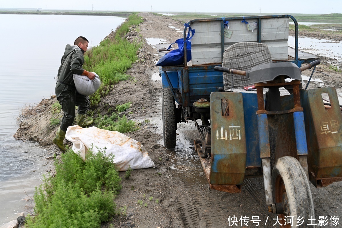  男子|男子每天清晨跳进盐池捞虫，拖20米纱网，一天干3小时挣200元
