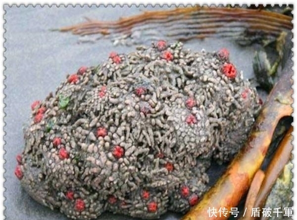  孩子|90后男子带孩子海边度假发现会流血的怪石 , 切开后, 恍然大悟