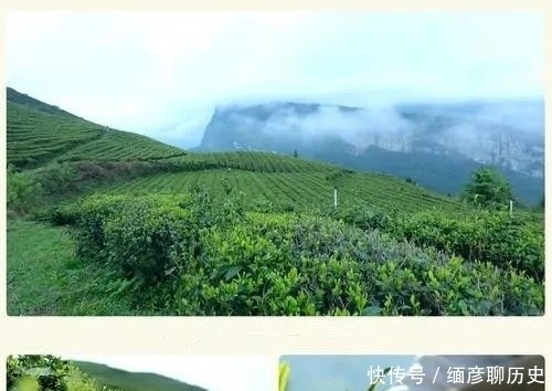 蒋家坡苔子|蓝焙话茶,遇见一路山水一路茶