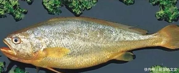 认出|海鲜大全, 你能认出多少