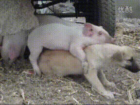 技术|搞笑GIF:这技术功底不是轻易练成的!