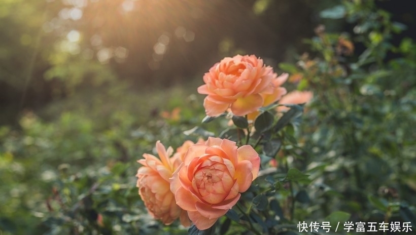 事业|8月份,桃花运上涨的四大生肖,朦胧爱情变清晰,爱神来做媒