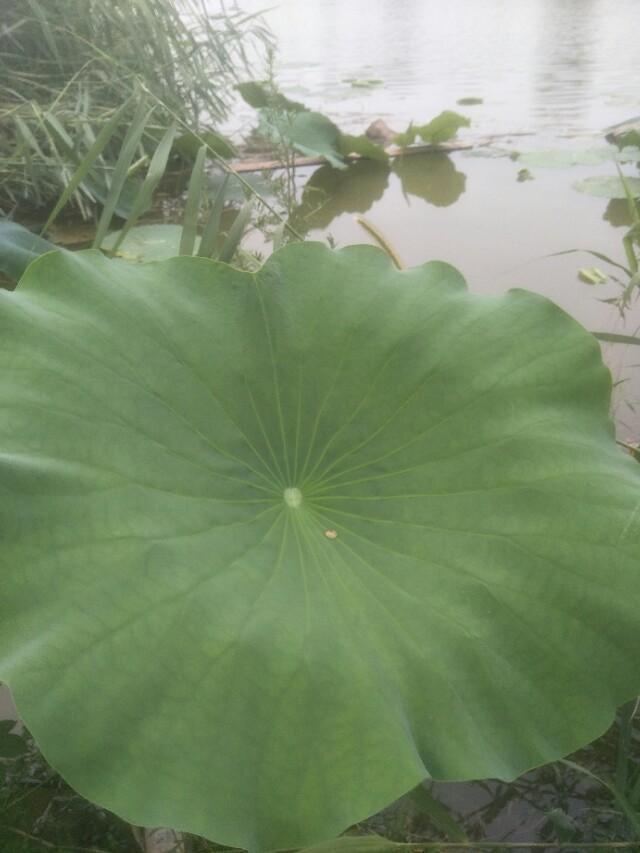 河南省|河南省民权县任庄国家湿地公园快来看,这里的千亩荷花开了