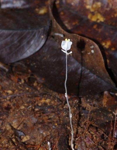 哪种|水果界的“李佳琦”,吃遍3000多种水果,哪种最好吃