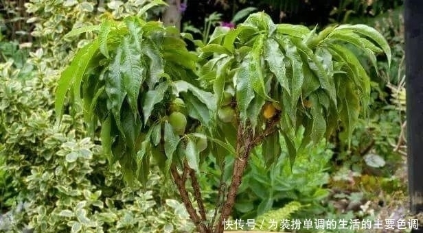 品种|适合在家院子里栽种的几种果树,一定会有你喜欢的品种