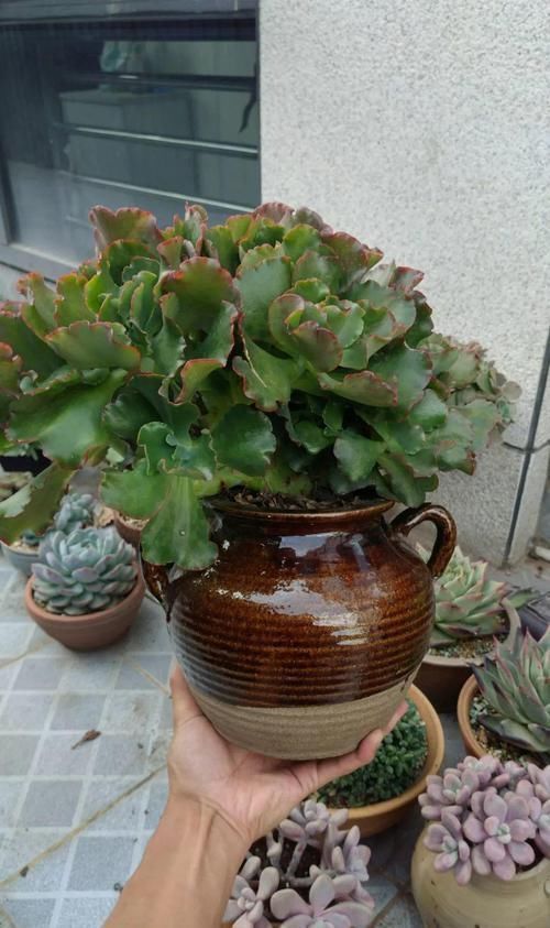 个个|他用菜坛子养多肉,1分不花又好看,个个壮得像白菜