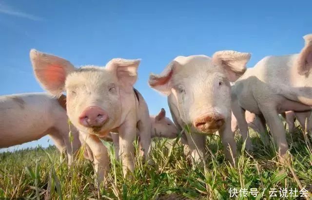 蓬元帅|网上买宠真实性堪忧:470块的小香猪几年后变成200斤“天蓬元帅”